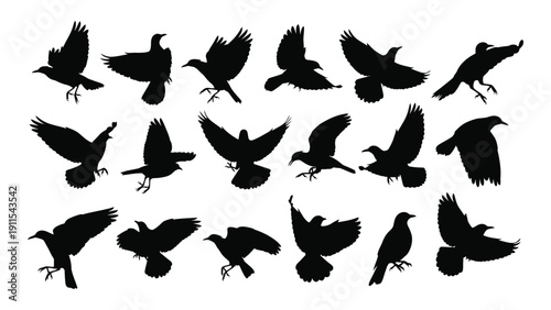A collection of various black silhouettes of birds in flight and at rest. Vector