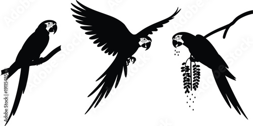 Black parrot silhouette illustration featuring three dynamic poses of perched, flying, and feeding birds with branch and berries, creative wildlife artwork design for nature and educational projects