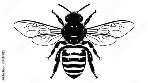 A detailed illustration of a bee showcasing its intricate body structure and wings. Vector
