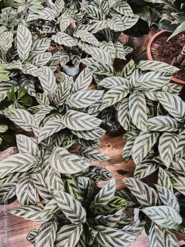 Decorative foliage of Ctenanthe burle marxii plant with striped leaves. Indoor tropical houseplant
