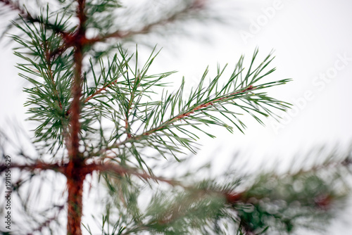 Photography snow covered pine needlesnacka, sweden,sverige, stockholm