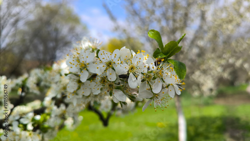 Canvas Print branches of plum tree in spring blossom
