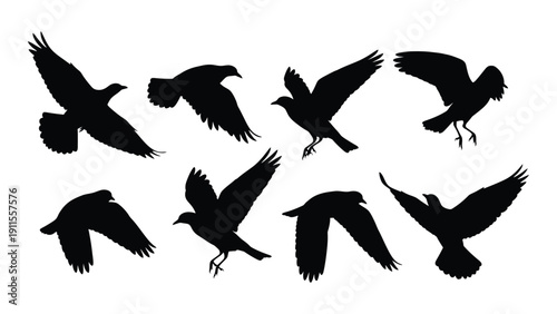 A flock of birds in various flight positions against a white background Vector