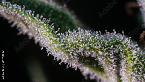 close up of cannabis trichomes,Close up of flowering cannabis,Cannabis marijuana trichomes,cover page,copy sapce
