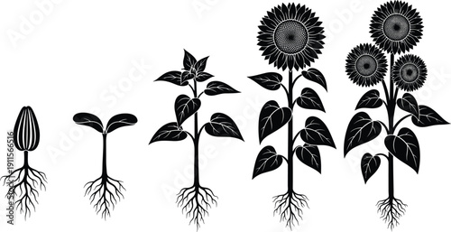 Detailed black silhouette illustration showing the complete growth stages of a sunflower from seed and sprout to a fully blooming plant with roots.