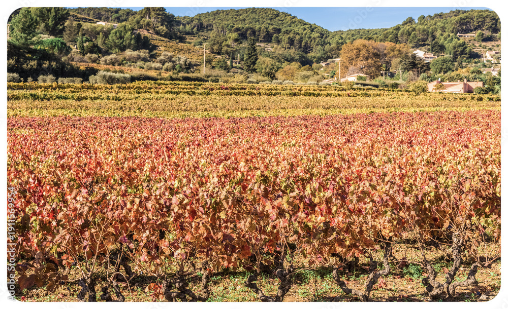 custom made wallpaper toronto digitalVignoble provençal sous le soleil 