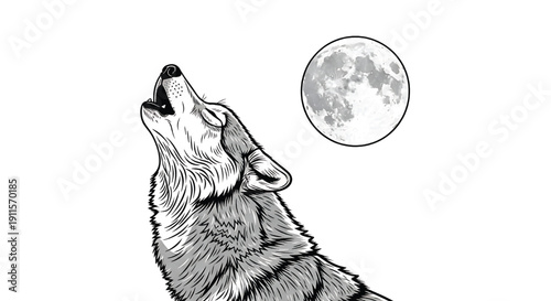 Wolf howling at the moon illustration with black lines and gray fur texture featuring grayscale, animal, wildlife with nature and lunar elements for night, wild projects, clean composition on simple