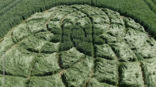Aerial view of a crop field with a circular pattern of flattened vegetation