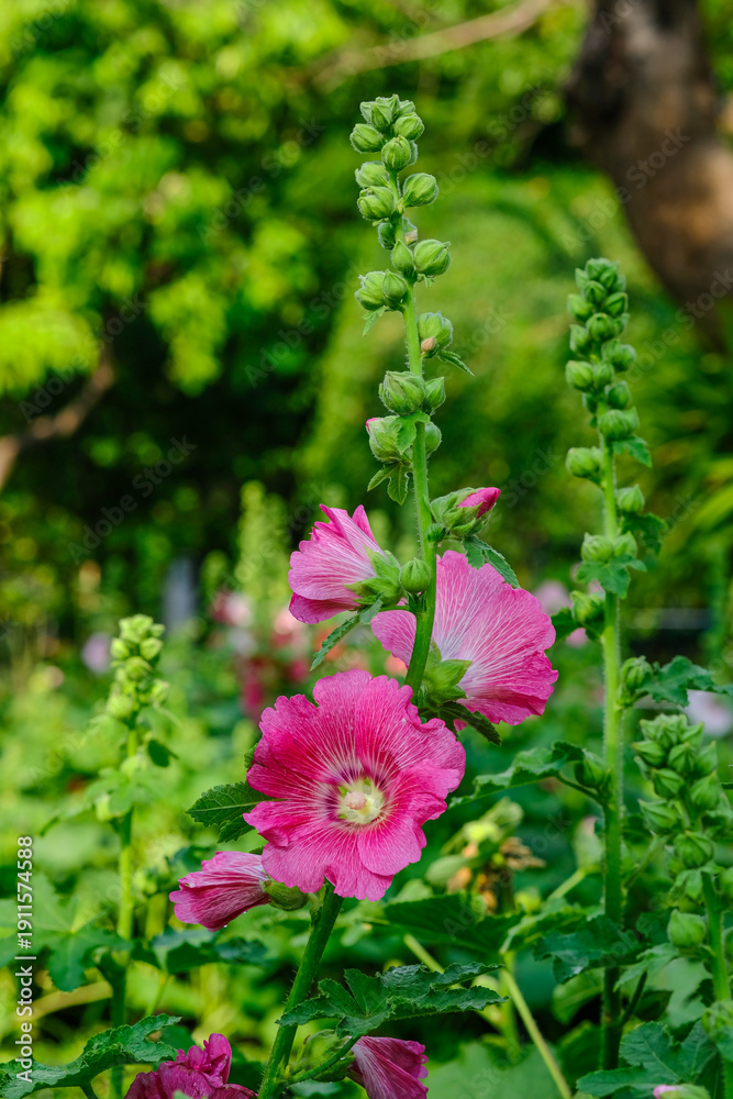 Obraz premium Hollyhock, Alcea rosea and leaf in the gatden