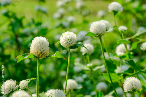Globe Amaranth or Bachelor Button and leaf in the garden isolated on nature background