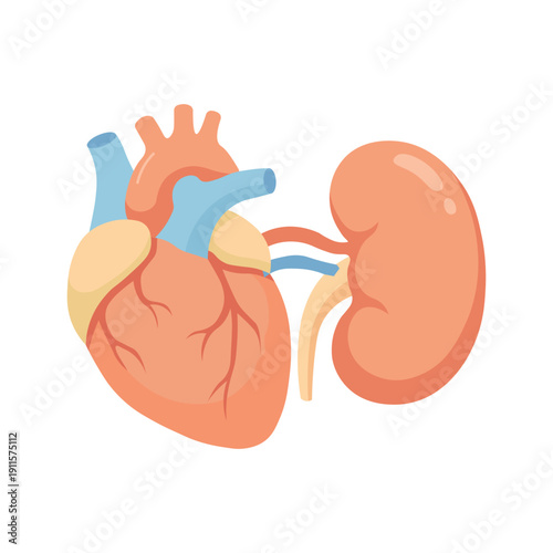 Human Heart And Kidney Illustration
