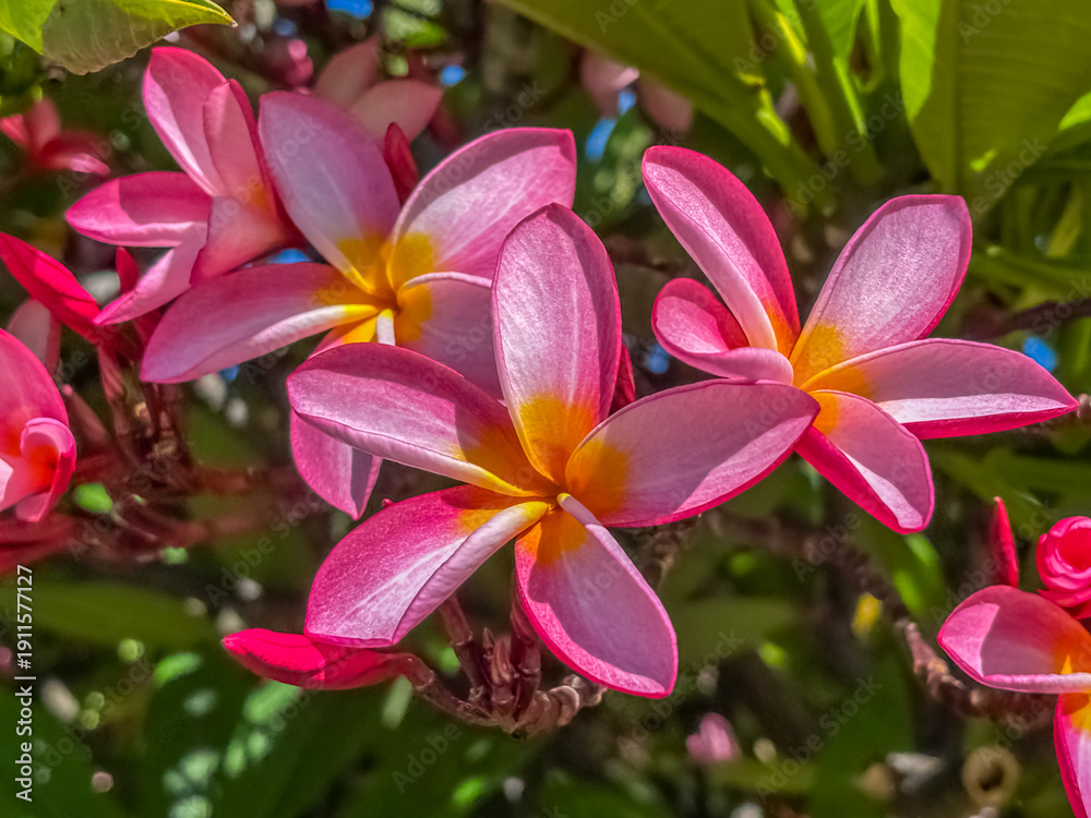 custom made wallpaper toronto digitalFleurs roses de frangipanier 