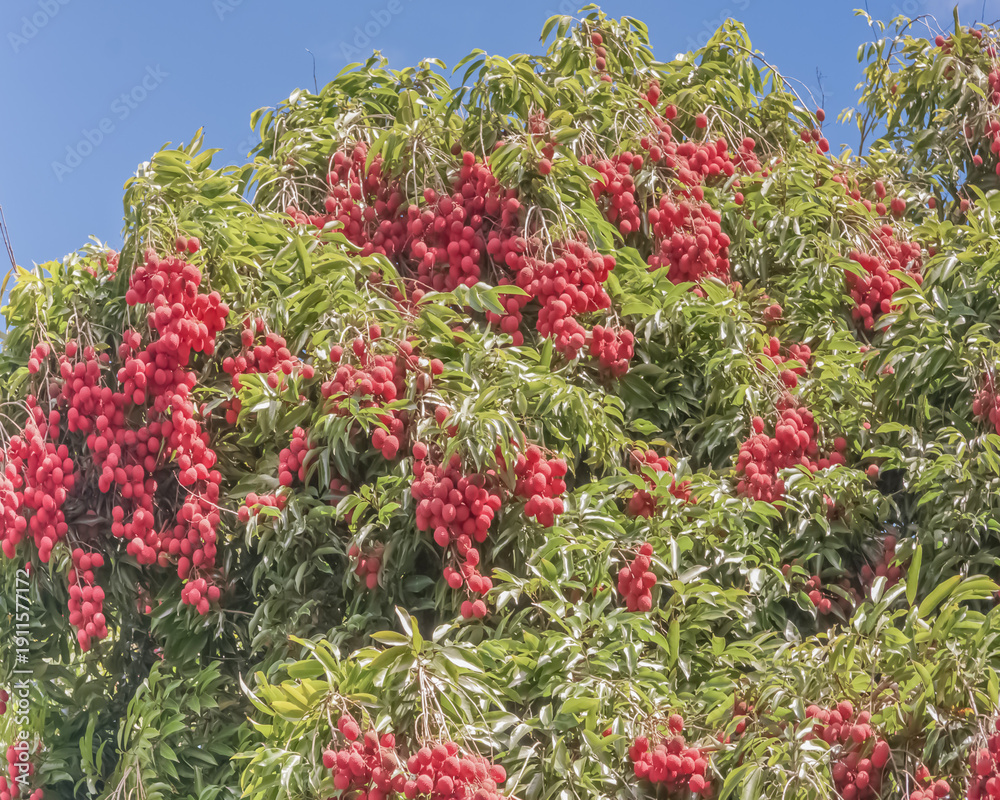 custom made wallpaper toronto digitalLitchis 