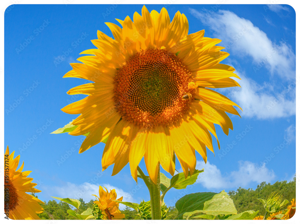 custom made wallpaper toronto digitalFleur de tournesol