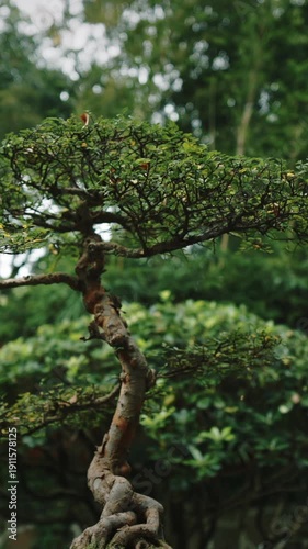 Chengdu, Sichuan, China. Garden Area Of Wuhou Memorial Temple. Ornamental Giant Bonsai Tree. Bamboo Bushes On Background. Many Sorts Of Bonsai Wide Spread Of Cypresses, Willows, Ginkgo And Bamboos
