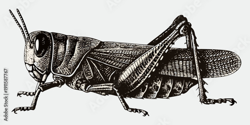 Detailed engraving of a grasshopper with prominent features and legs