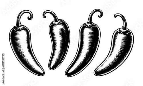 Black and white chili peppers in a row with detailed hatching texture food spice