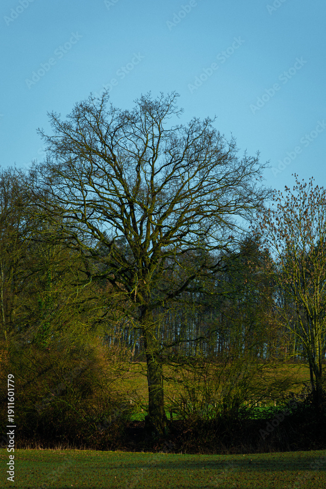 Fototapeta premium trees in the park