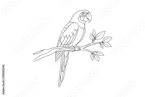 Cute Parrot Coloring Page Vector for Kids and Adults, Parrot Coloring page vector illustration