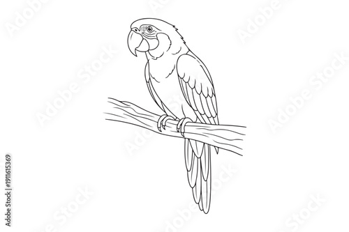 Cute Parrot Coloring Page Vector for Kids and Adults, Parrot Coloring page vector illustration