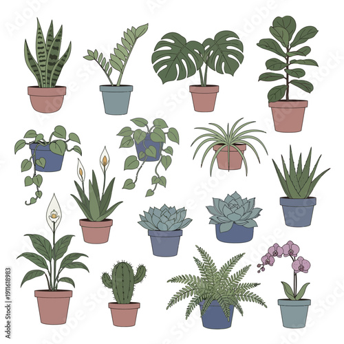 Collection of Potted Houseplants: Tropical, Succulent, and Flowering Varieties