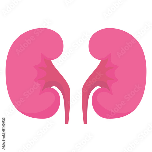 Pink Human Kidneys Vector Illustration