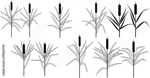 Cattail reed plant silhouettes set featuring marsh wetland vegetation isolated on white background detailed black botanical vector illustration collection