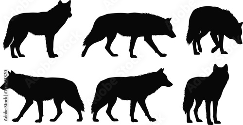 Wolf silhouettes set featuring standing walking and howling wild canine animals isolated on white background detailed black vector illustration collection