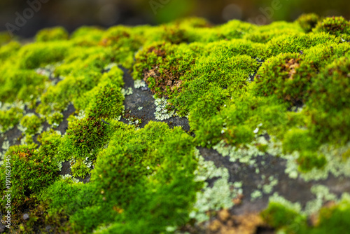 Green moss grows on the roof of a house