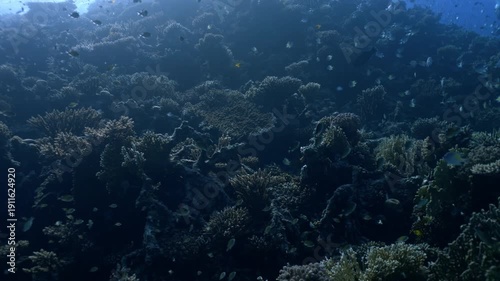 Wallpaper Mural A distinctive Yellow-side Damselfish (Amblyglyphidodon flavilatus) displays its unique two-tone coloration, with a pale silver anterior and a bright yellow posterior. Torontodigital.ca