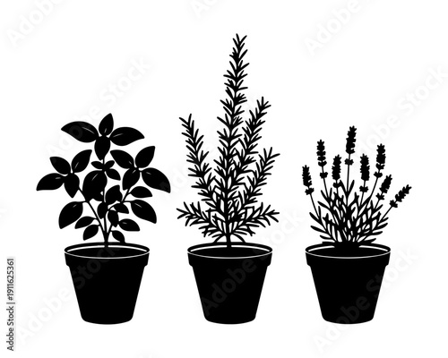 Potted kitchen herbs black silhouette icons set: Basil, Rosemary, and Lavender