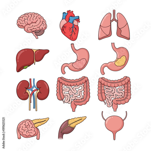 Human Anatomy Organs Collection: Brain, Heart, Lungs, Liver, Stomach, Kidneys, Intestines, Pancreas, Bladder