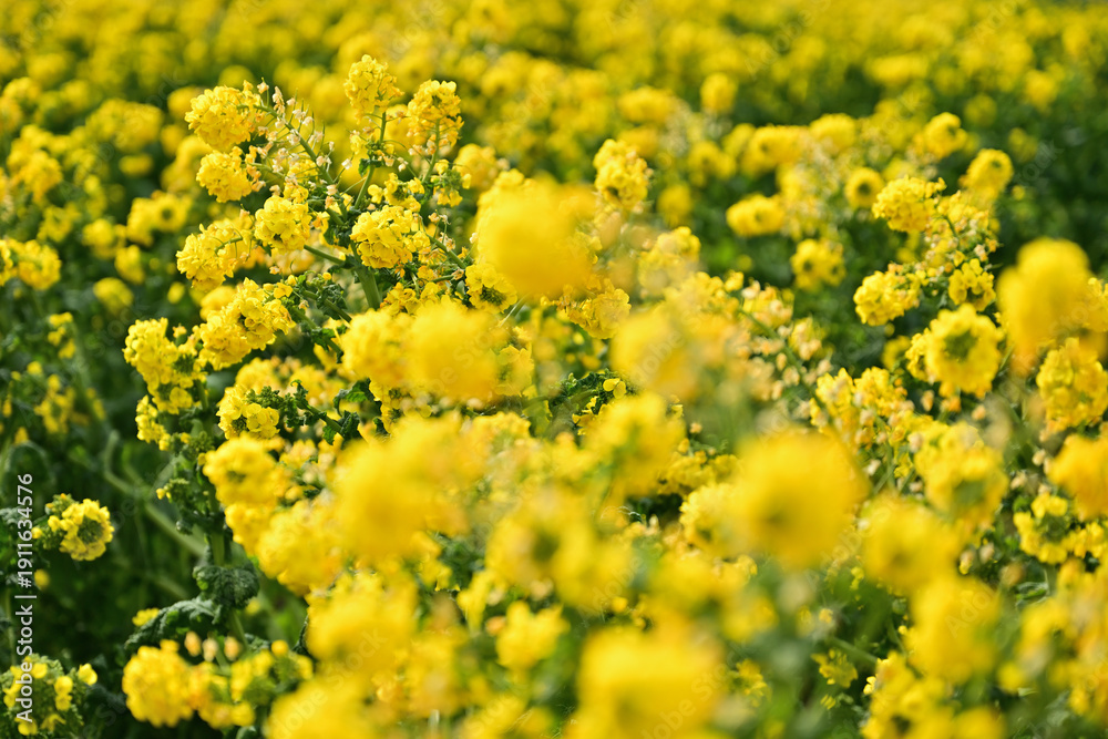 Fototapeta premium 黄色い菜の花