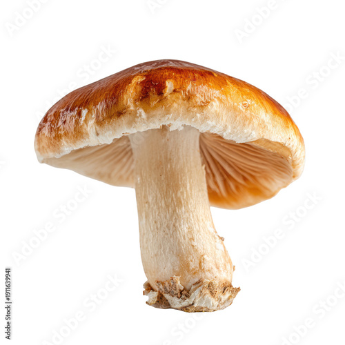 Close-up of a single brown and white mushroom with gills visible on a black background fungi edible, Isolated On White, Png Transparent, Cut Out