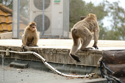 Two barbary macaques interacting on a building rooftop, with one primate captured mid-yawn, showing expressive behavior