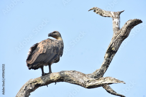 White-rumped vulture from Masinagudi, Tamil Nadu, India