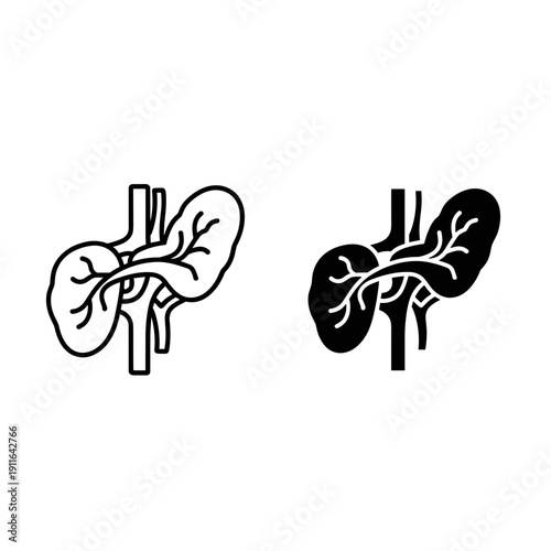 A black and white illustration of a kidney and its internal structures Vector