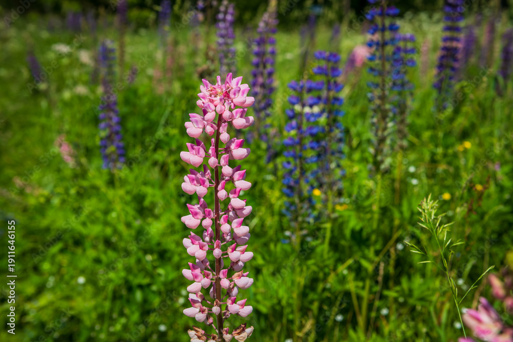 Obraz premium A detailed close-up of pink and purple lupine, Lupinus flowers growing wild in a summer meadow.