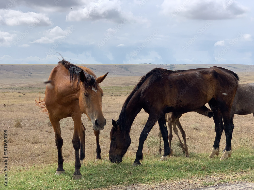 Fototapeta premium horses in the field