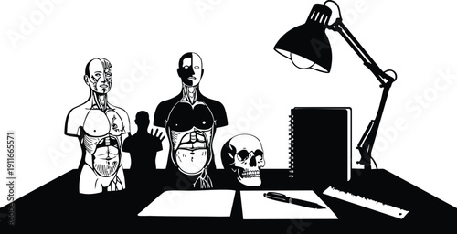 Monochrome vector art of anatomy models and human skull on desk with lamp calculator notebook and pen close up view for medical study and science education black and white style