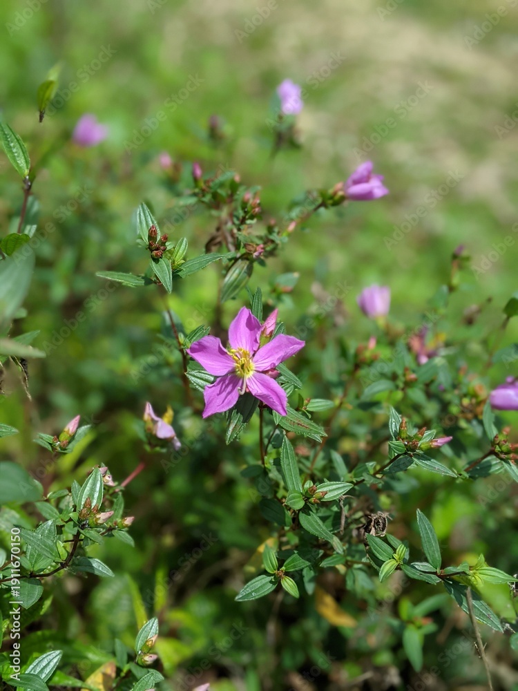 Fototapeta premium pink flowers in the garden