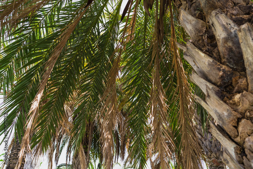 Low angle view of lush green and brown palm fronds hanging from a textured tropical tree trunk against bright sky.