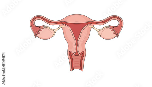 Female Reproductive System Anatomy Vector Illustration for Medical Education Presentation