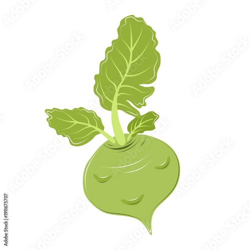 Green kohlrabi isolated on white background. Fresh organic root vegetable for vegetarian, vegan and diet design. Vector food element for market or kitchen concepts.