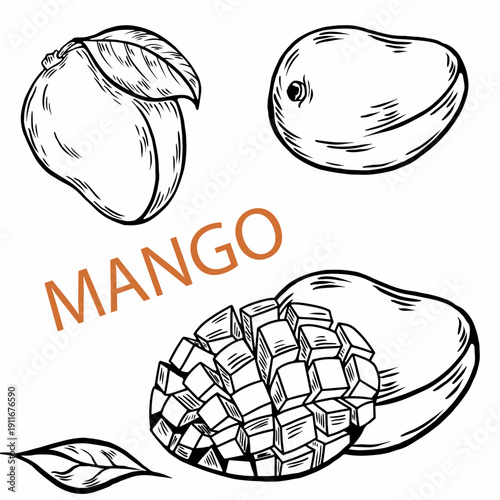 line drawing mango. Vintage mangoorange or mango fruits blossom and branches for juice label. Vector black ink outline food sketch illustrations with juicy piece and peel fruit for health fresh drinks
