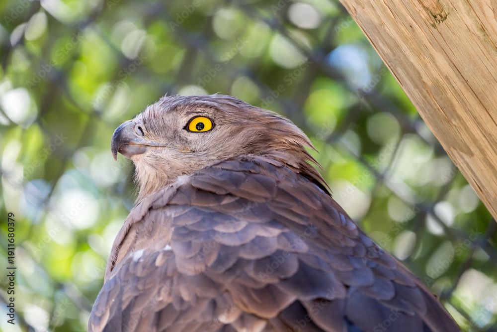 Obraz premium Short-toed snake eagle close-up portrait with bright yellow eye