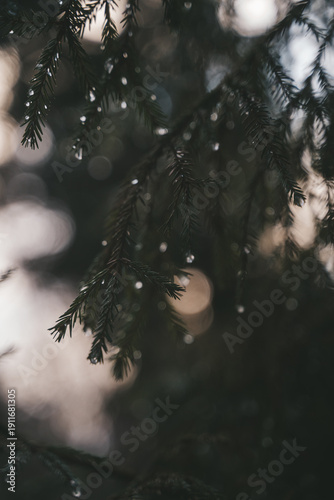 rain in the forest