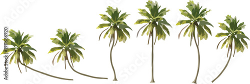 Collection of Stylized Palm Tree Vector Illustration Set for Tropical Design and Summer Vacation Graphics
