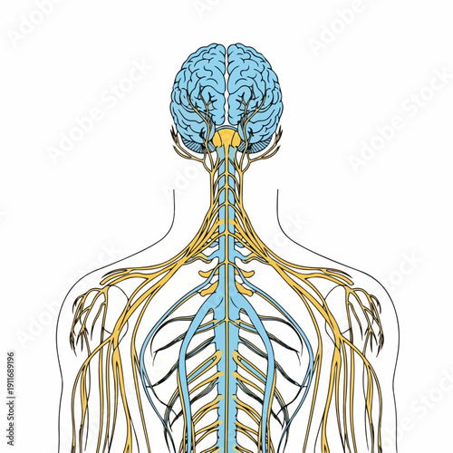 Detailed illustration of the human nervous system, showing the brain, spinal cord, and extensive network of peripheral nerves.