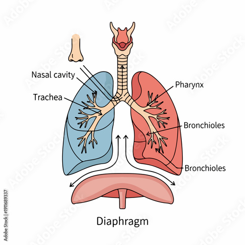 Labeled illustration of the human respiratory system anatomy, including lungs, trachea, diaphragm, and air pathways, isolated on white background.